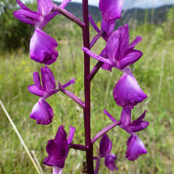 Anacamptis laxilflora